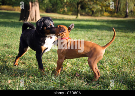 Un Ridgeback puppy jouant avec un chien adulte Banque D'Images