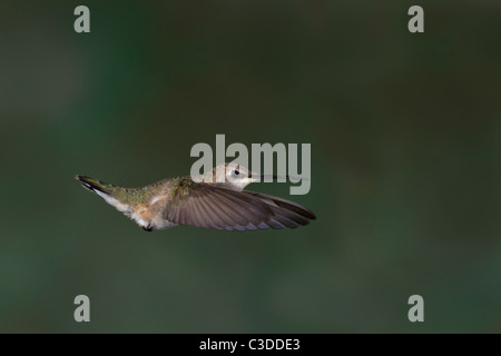Colibri calliope femelle en vol stationnaire Banque D'Images