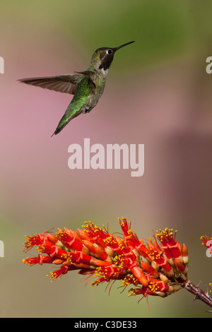 Homme Allen's Hummingbird survolant la floraison Banque D'Images