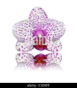 Orchidée blanche avec Pink Dots et réflexion isolé sur fond blanc Banque D'Images