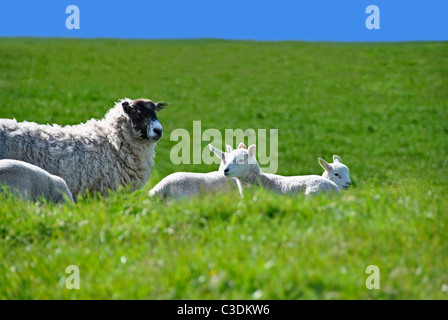 Les brebis avec quatre mignons petits agneaux dans le domaine de l'herbe verte avec Ciel Bleu au printemps Banque D'Images