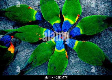 Rainbow loriquets verts créer un modèle circulaire que ces perroquets colorés avec le dos vert bleu chefs et se nourrissent de Hamilton Island, Queensland, Australie Banque D'Images