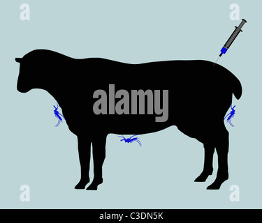 Les moutons s'immunisation contre les maladies causées par les piqûres de moucherons Banque D'Images