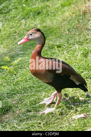 Black-bellied Whistling-duck, Canard noir arbre à ventre rouge du Nord ou sifflement à bec de canard, Dendrocygna autumnalis, Anatidae. Banque D'Images