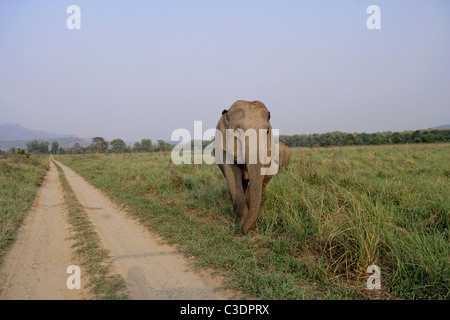 Troupeau d'éléphants sauvages d'Asie crossing route de terre près de Dhikala à Corbett National Park, Inde. Banque D'Images