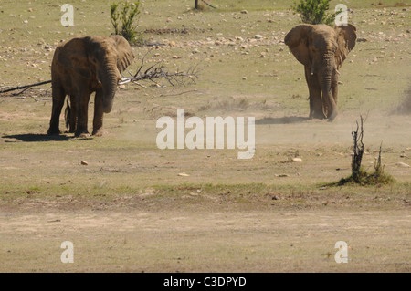 Réserve privée de Fairy Glen hébergeant le big 5 Banque D'Images