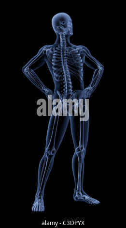 3D render of a medical skeleton masculin dans un comité permanent poser Banque D'Images