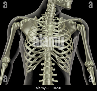 3D render of a skeleton montrant close up de la cage thoracique Banque D'Images