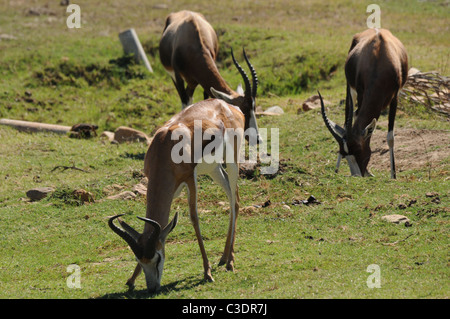 Réserve privée de Fairy Glen hébergeant le big 5 Banque D'Images