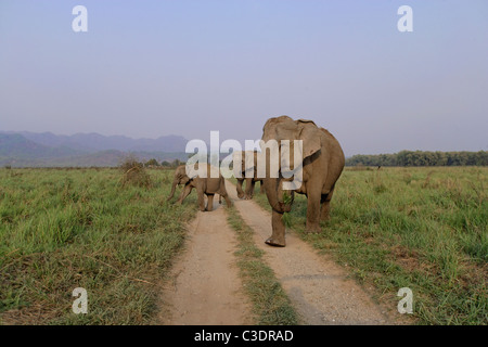 Troupeau d'éléphants sauvages d'Asie crossing route de terre près de Dhikala à Corbett National Park, Inde. Banque D'Images