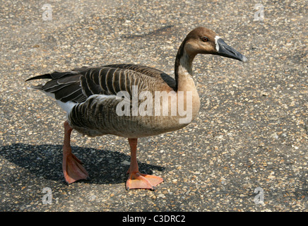 Oie cygnoïde oie chinois ou gris, Anser cygnoides, Anserinae, Anatidae, Ansériformes. Banque D'Images