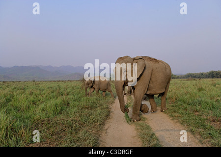 Troupeau d'éléphants sauvages d'Asie crossing route de terre près de Dhikala à Corbett National Park, Inde. ( Elephas maximus ) Banque D'Images