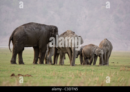 Famille d'éléphants sauvages dans la forêt de Jim Corbett, Inde. [Elephas maximus] Banque D'Images