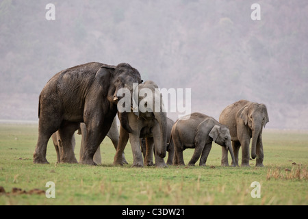 Famille d'éléphants sauvages dans la forêt de Jim Corbett, Inde. [Elephas maximus] Banque D'Images