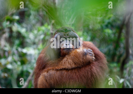 Un orang est assis sur l'arbre au Camp Leakey, parc national de Tanjung Puting, centre de Kalimantan, Indonésie Banque D'Images