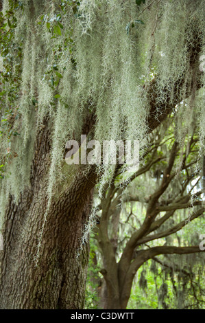 La Géorgie, la savane. Le sud de chênes vivent (Quercus virginiana) recouvert de mousse espagnole (Tillandsia usneoides). Banque D'Images
