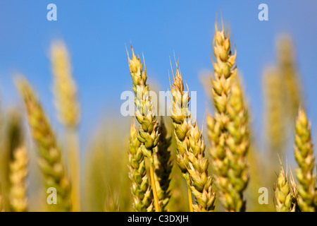 Close up de blé dans les Prairies canadiennes, St Leon, Manitoba, Canada Banque D'Images