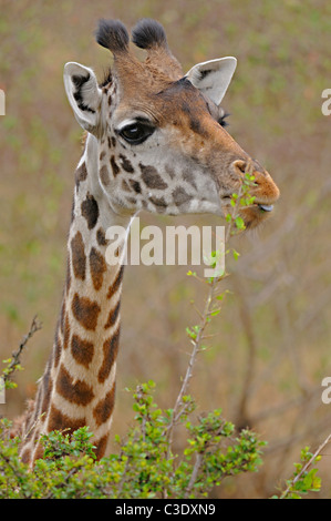 Girafe Masai Masai ou Girafe (Giraffa camelopardalis tippelskirchi) à se nourrir dans les prairies du Masai Mara. Banque D'Images