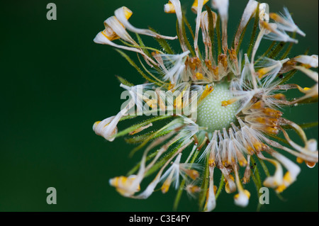 Maranta Caucasicum la finesse des graines de fleurs. Les léopards Bane graines de fleurs Banque D'Images