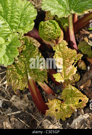 Premières feuilles d'un plant de rhubarbe au début du printemps Banque D'Images