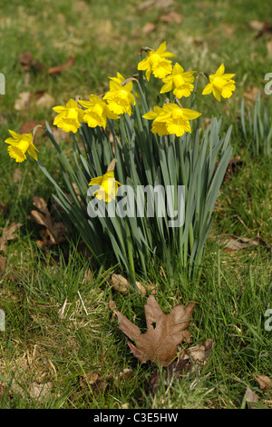 Une espèce sauvage de jonquille (Narcissus obvallaris) fleurs dans les prairies Banque D'Images