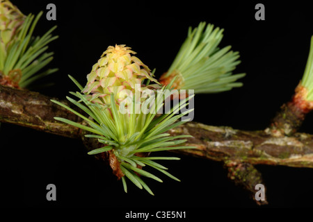 Femme mélèze (Larix decidua) début de saison parmi les fleurs de la croissance de l'aiguille Banque D'Images