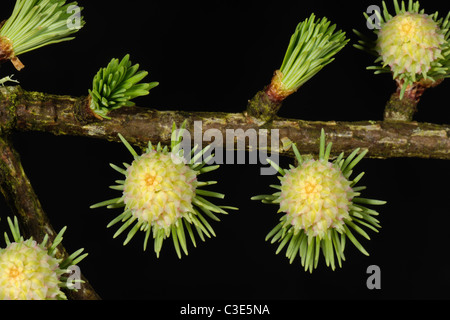 Femme mélèze (Larix decidua) début de saison parmi les fleurs de la croissance de l'aiguille Banque D'Images