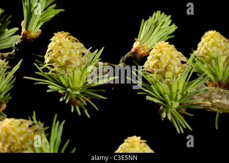 Femme mélèze (Larix decidua) début de saison parmi les fleurs de la croissance de l'aiguille Banque D'Images