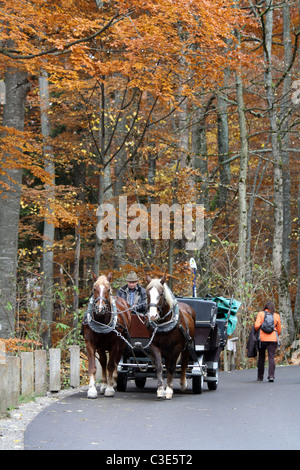 Les touristes en calèche jusqu'au château de Neuschwanstein, Schwangau, Bavière, Allemagne en automne Banque D'Images