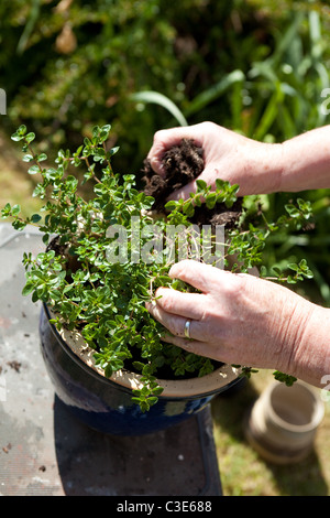 Re l'empotage des plantes et des herbes du jardin jardinage droit enseignement Centre Bretagne Banque D'Images
