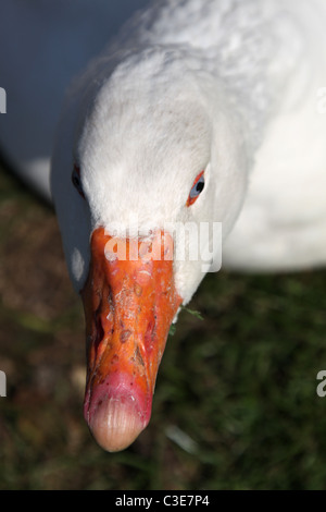 Succession de Tatton Park, Angleterre. Vue rapprochée d'une oie à Tatton Park Home Farm. Banque D'Images