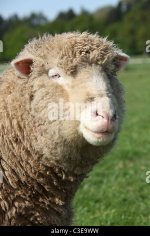 Succession de Tatton Park, Angleterre. Vue rapprochée d'une agnelle à Tatton Park's Home Farm. Banque D'Images