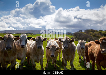 Troupeau de bovins charolais curieux dans un champ, Comté de Sligo, Irlande. Banque D'Images