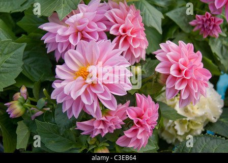 Les Pivoines fleurs avec pétales rose sur grand jardin glade Banque D'Images