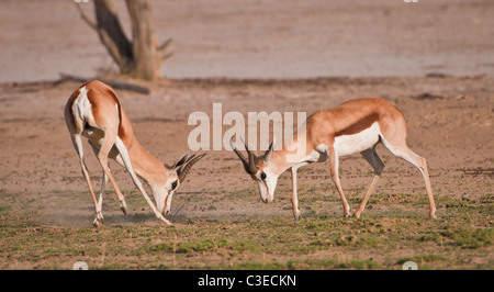 Le Springbok (en afrikaans et Néerlandais : printemps  = sauter ; bok  = d'antilope ou de chèvre) Antidorcas marsupialis Banque D'Images