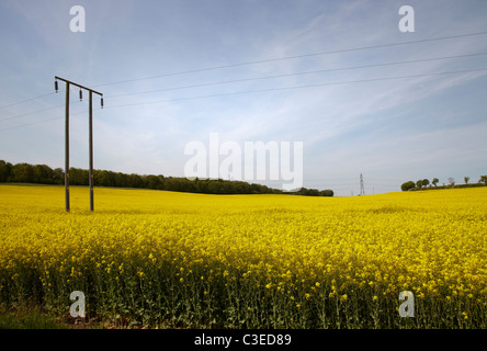 Champ de colza avec plantes de campagne avec haie lointain et ciel bleu. Les câbles d'électricité sont des frais généraux dans le champ Banque D'Images