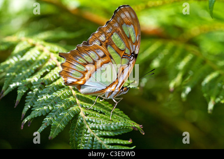 Siproeta stelenes Malachite (papillon) sur une fougère. Banque D'Images