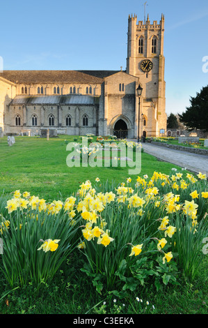 Christchurch Priory sur une soirée de printemps ensoleillé de jonquilles au premier plan. Banque D'Images