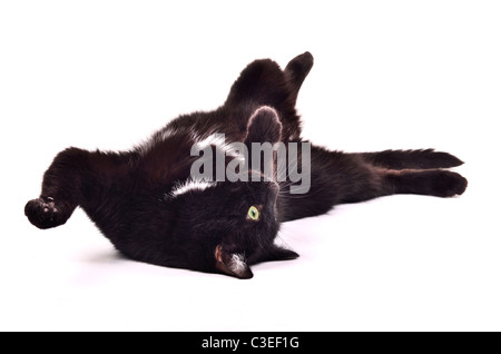 Black kitten playing allongé sur le dos à l'envers, isolé Banque D'Images