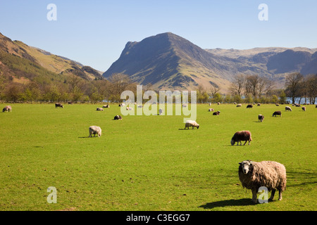 Troupeau de moutons Herdwick dans un pays vallée latérale champ avec vue d'Fleetwith à Pike Lake District National Park. Buttermere Cumbria England UK Banque D'Images