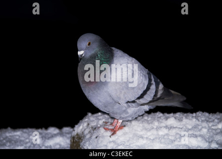 Rock Dove/pigeon (Columba livia) dans la scène d'hiver Banque D'Images