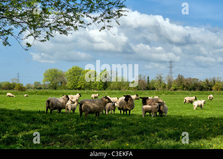 Scène de campagne de l'élevage dans le domaine prises près de Godney sur les niveaux de Somerset, Angleterre, Royaume-Uni le beau jour de printemps Banque D'Images