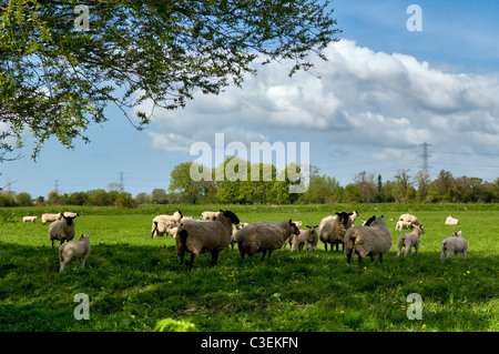 Scène de campagne de l'élevage dans le domaine prises près de Godney sur les niveaux de Somerset, Angleterre, Royaume-Uni le beau jour de printemps Banque D'Images