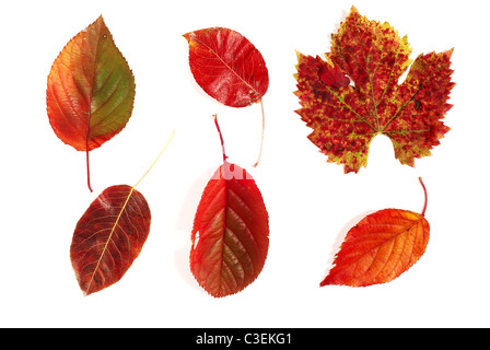 Les différentes feuilles d'automne rouge photographié sur fond blanc Banque D'Images