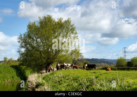 Scène de campagne de l'élevage dans le domaine prises près de Godney sur les niveaux de Somerset, Angleterre, Royaume-Uni le beau jour de printemps Banque D'Images