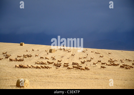 Paysages d'Afrique du Sud : désert, prairies et montagnes. Moutons dans le champ de blé avec des nuages orageux bleu d'Overberg Banque D'Images