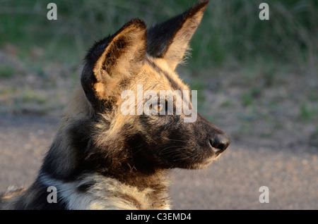 Superbe vue de jeu abordable dans le Parc National Kruger, Afrique du Sud. Chien Sauvage Africain curieux peint en relaxant road Banque D'Images