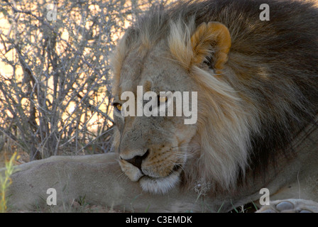 Superbe vue de jeu abordable dans le parc Kgalagadi Tranfrontier Park, Afrique du Sud. La crinière noire Kalahari lion reposant à l'ombre Banque D'Images