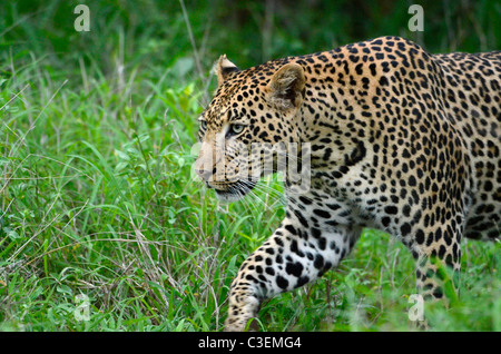 Superbe vue de jeu abordable dans le Parc National Kruger, Afrique du Sud. Close-up of male leopard traque à travers l'herbe verte Banque D'Images