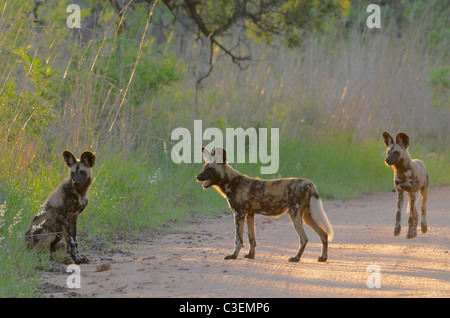 Superbe vue de jeu abordable dans le Parc National Kruger, Afrique du Sud. Les chiens sauvages en Afrique peint road, dans le mode de chasse. Banque D'Images